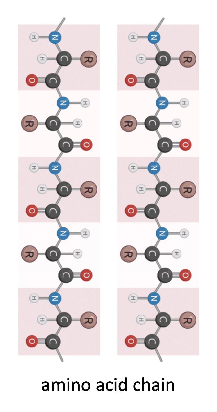 Protein Structure